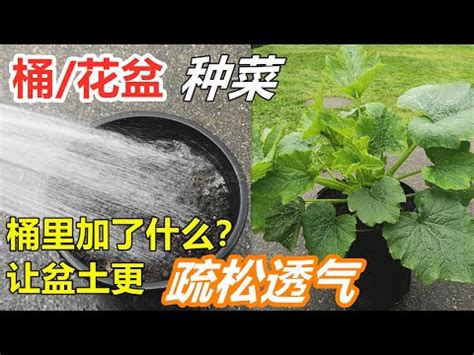 盆可寧|【盆可寧】盆可寧：高效糖衣錠和膠囊的效用詳解